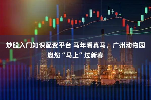 炒股入门知识配资平台 马年看真马，广州动物园邀您“马上”过新春